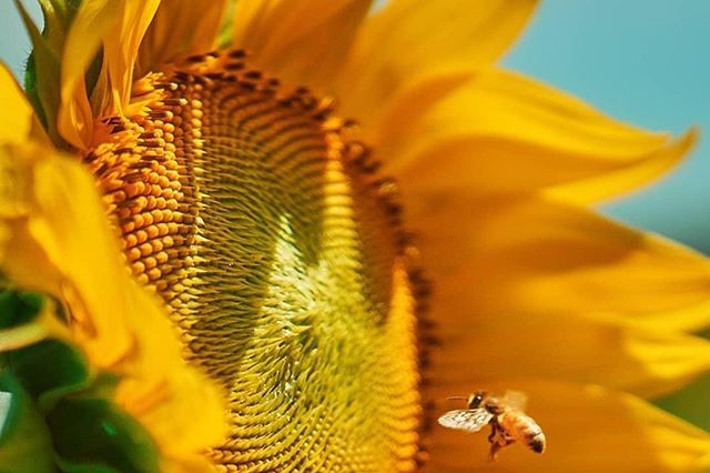 A bee lands on a sunflower