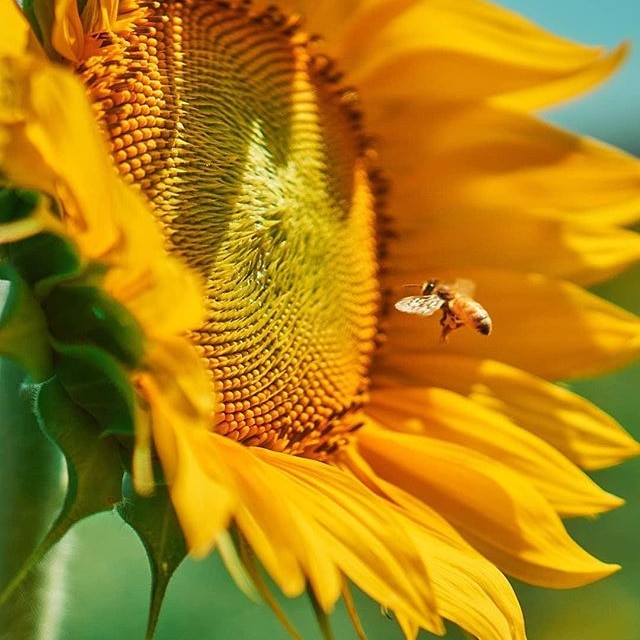 A bee lands on a sunflower