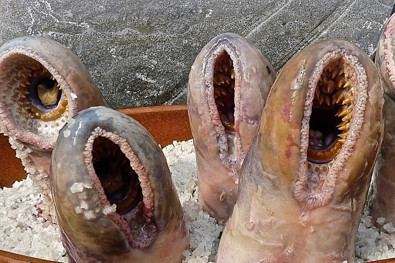 Lamprey tales in a bowl.