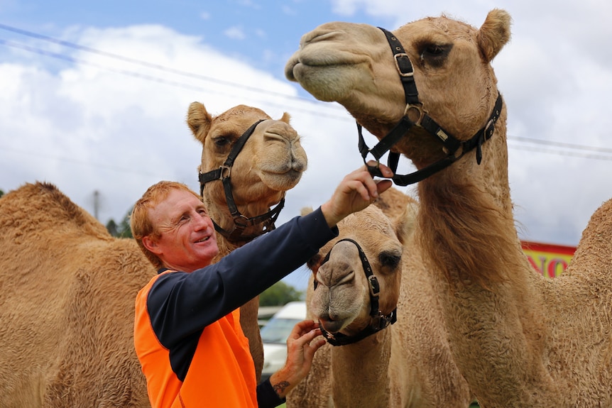 Lennon Bros Circus animal handler Rod Levy with camels