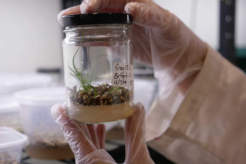 A woman with gloves holds a small seedling in a jar growing in agar jelly.