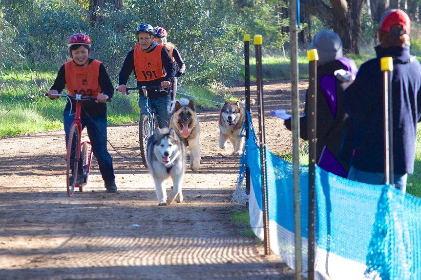 sled dogs race finish