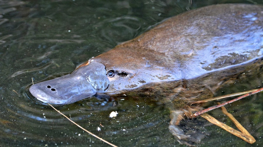 Close-up of platypus