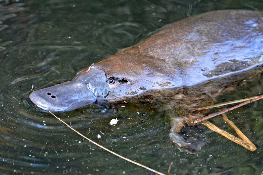 Close-up of platypus