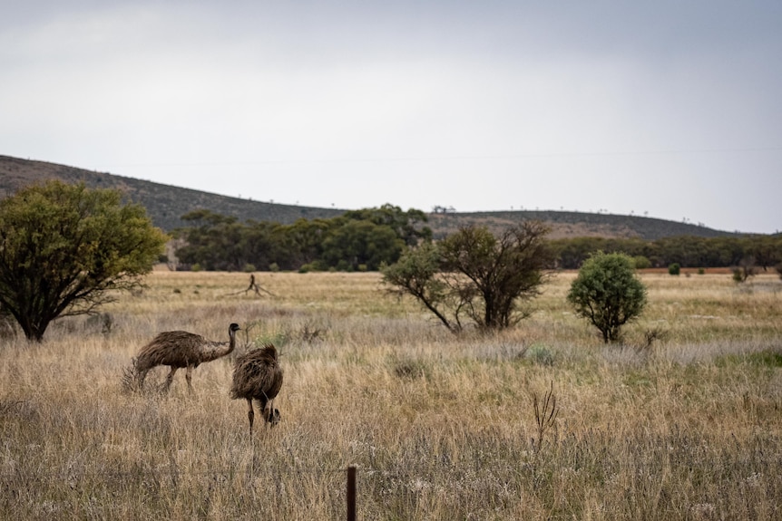 Two emus pictured in yellow-green grass behind a wire fence, with trees and bushes behind them