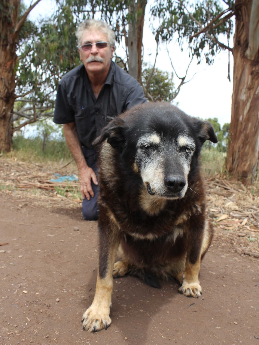 Maggie the kelpie with owner Brian McLaren.