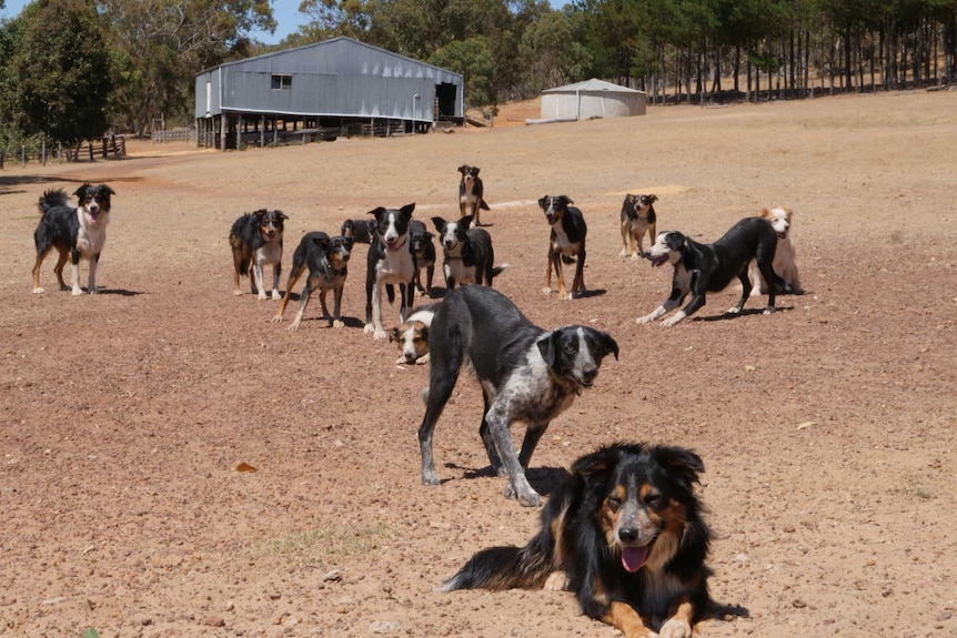 Seventeen sheepdogs sit on a rural property near Kojonup, WA.