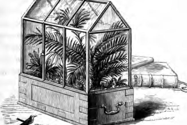 19th century illustration of a Wardian case