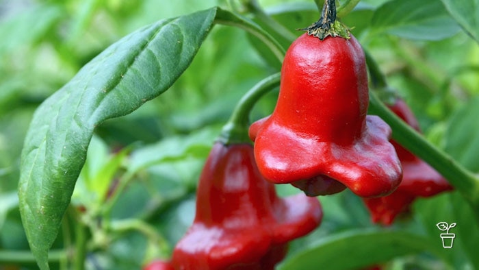 Red bell-shaped capsicum growing on plant