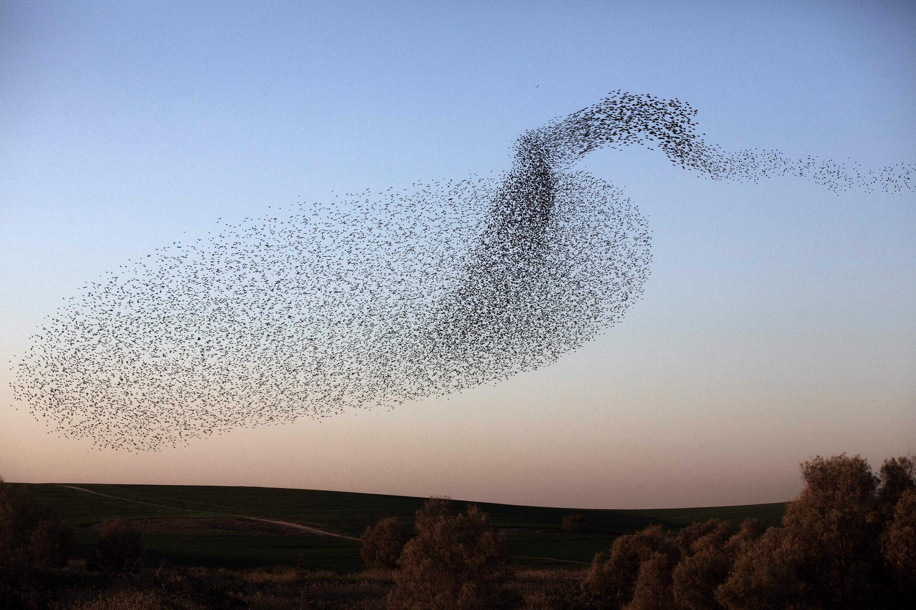 Birds follow their beaks, using smell for navigation, new research ...