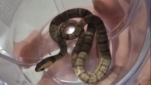 Dramatic Snake Dies After Being Touched 