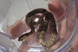 a small snake in a cup