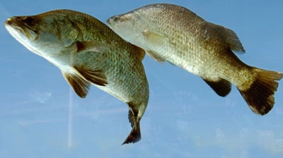 Barramundi swim in a tank. (File photo)