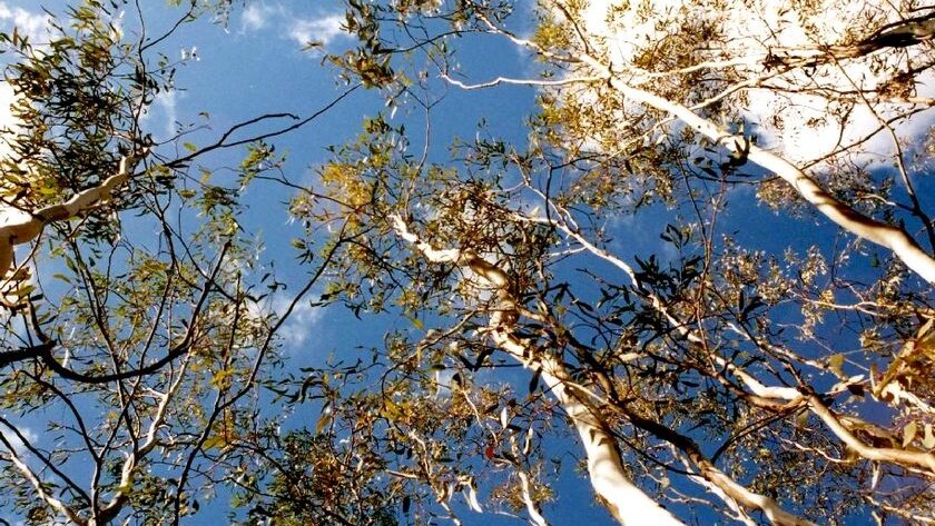 Gum trees in the Adelaide hills