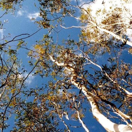 Gum trees in the Adelaide hills