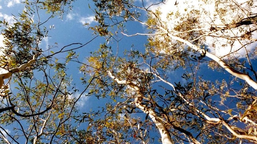 Gum trees in Australian bushland