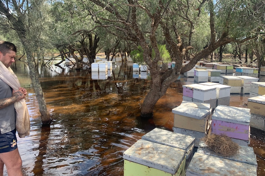 Un apiculteur patauge dans l'eau pour inspecter les dommages causés aux ruches