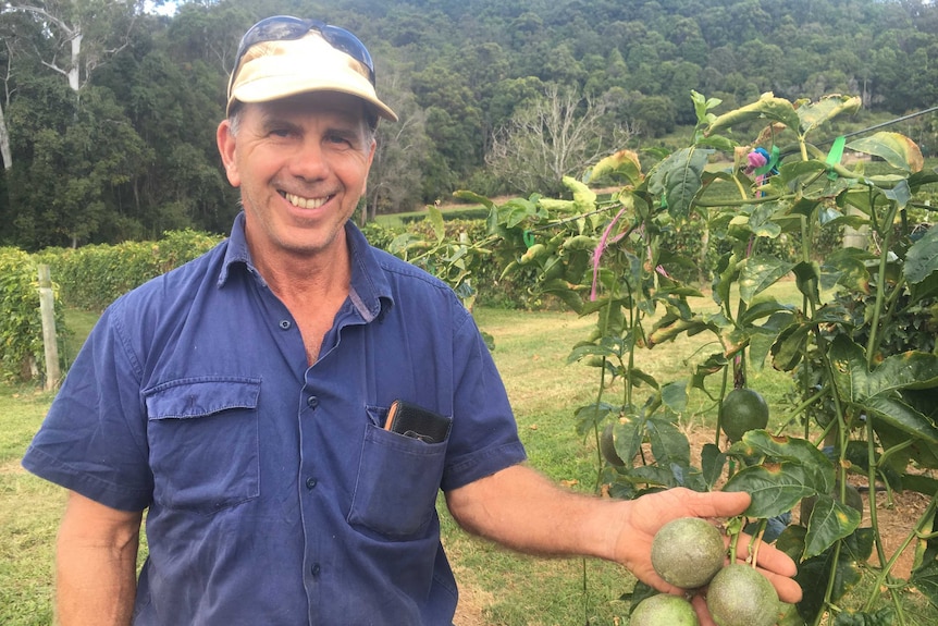 Jim Gordon showcasing some of the passion fruit in his orchard