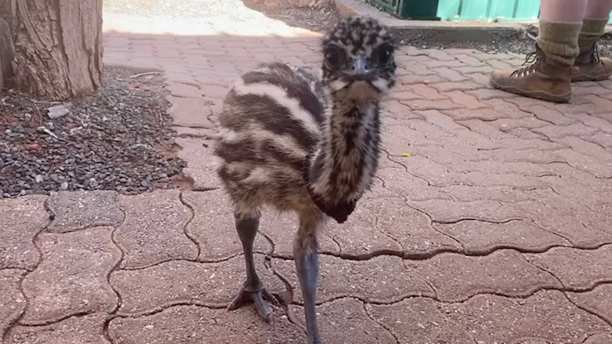 a baby emu.