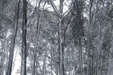 Snow hangs in the trees around Laggan, in the New South Wales southern tablelands, on October 16, 20