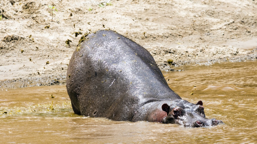 Hippopotamus defecating to mark its territory in Mara river, Masai Mara Reserve, Kenya