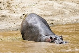 Hippopotamus defecating to mark its territory in Mara river, Masai Mara Reserve, Kenya