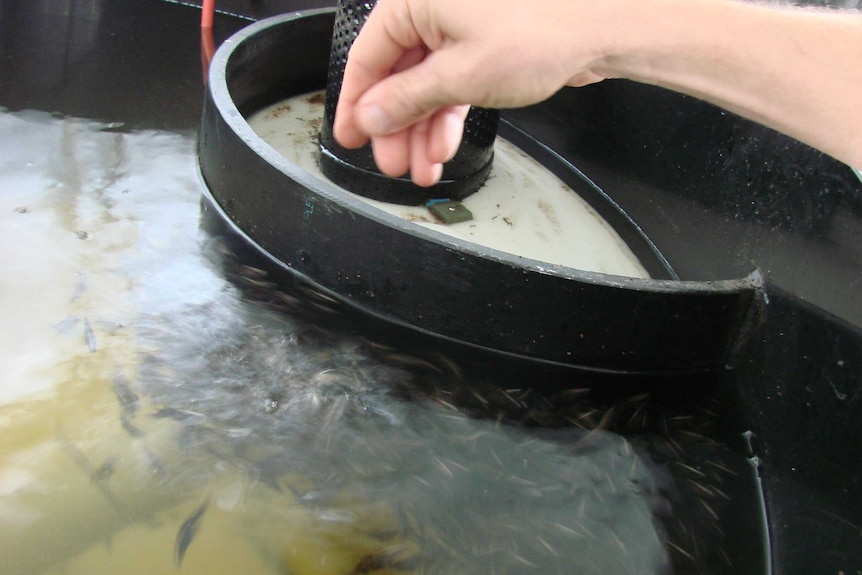 four live barramundi fish in a net grown in aquaculture by the firm Green Camel at Cobbity NSW