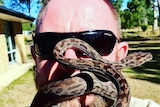 A balding and bearded man with a brown  python around his head