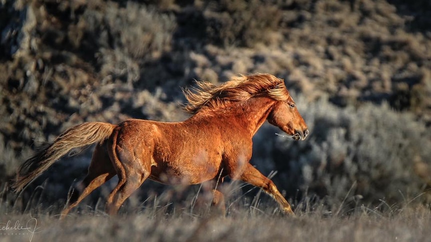 A chestnut brumby runs through the Kosciuszko National Park in New South Wales.