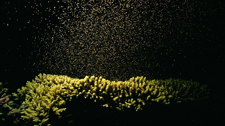 A green lit cloud of coral spawn lift off from a bed of hard coral