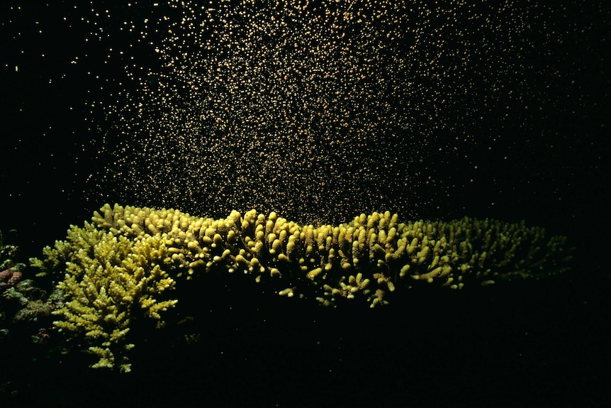 Coral spawning at night.