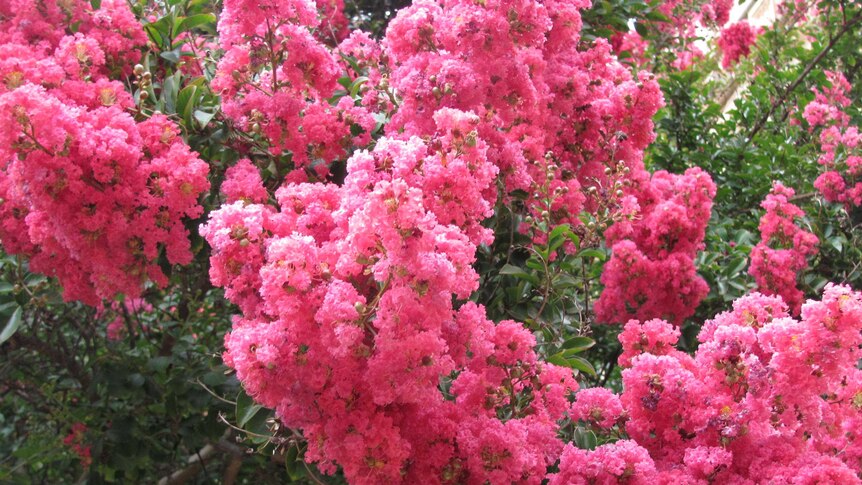 Beautiful summer flowers on a crepe myrtle