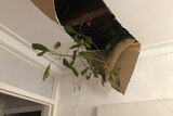 Branch breaking through the roof a Mt Helena home