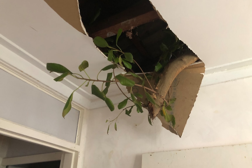 A branch breaking through the roof to Mt Helena home.