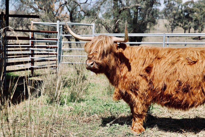 Highland cow standing in cattle yards 