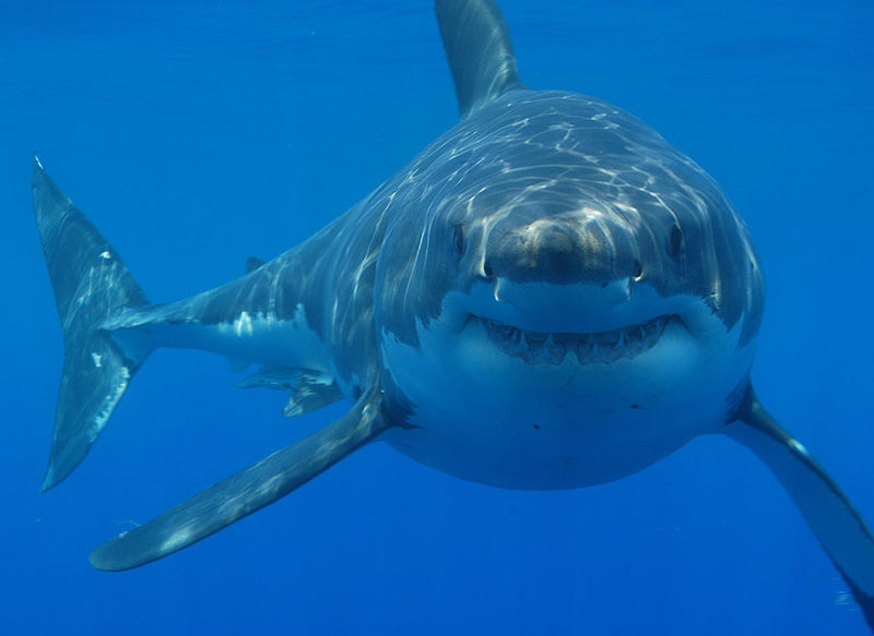 A Great white shark