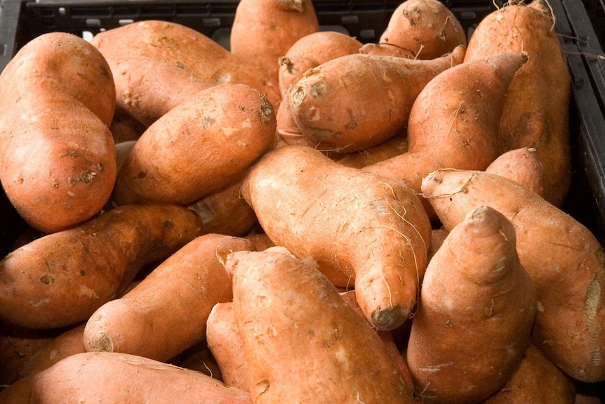 Golden sweet potatoes ready for market.