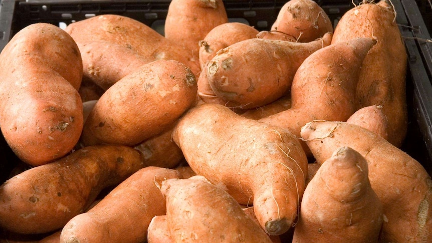 Golden sweet potatoes ready for market.