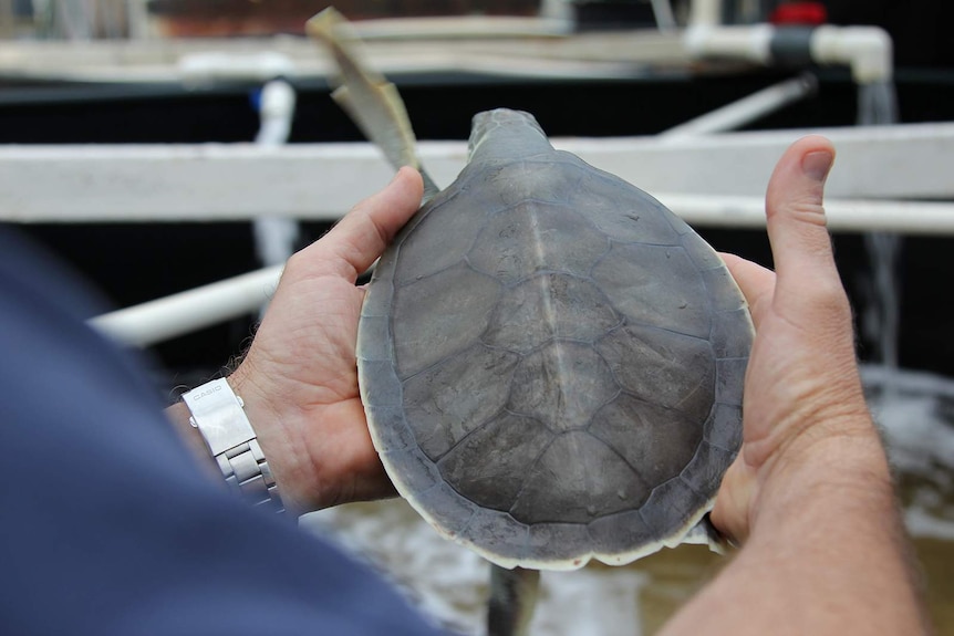 A close-up photo of the back of a turtle's shell as it is held by Andrew Raith.