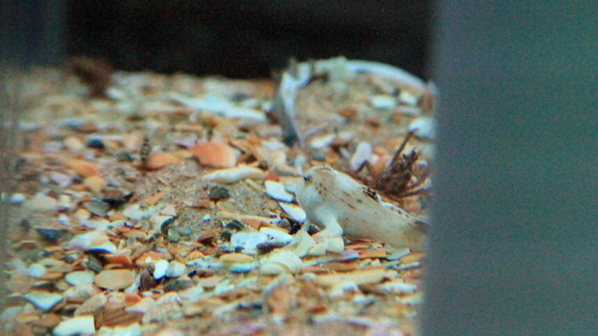 A juvenile spotted handfish