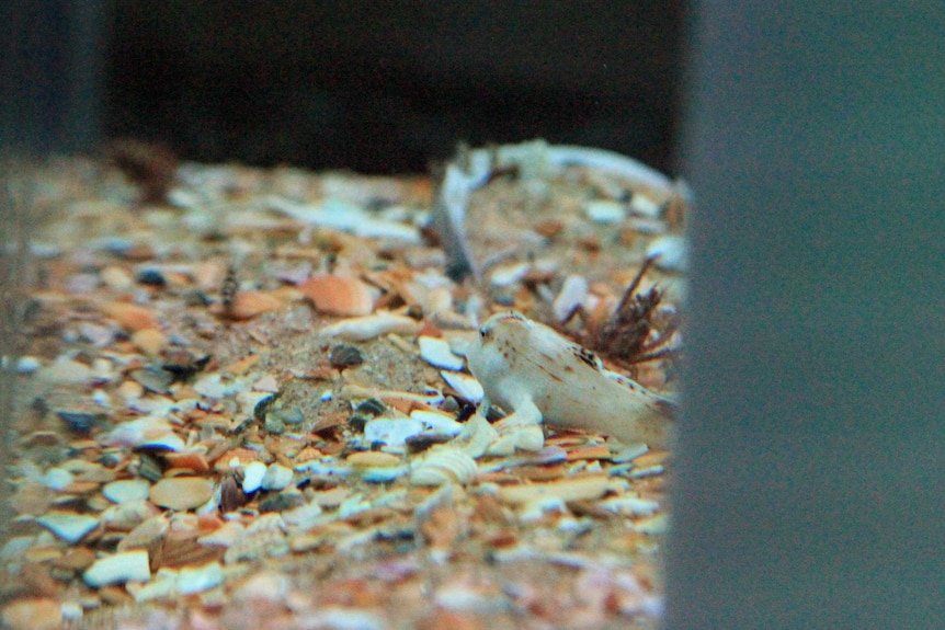 A juvenile spotted handfish