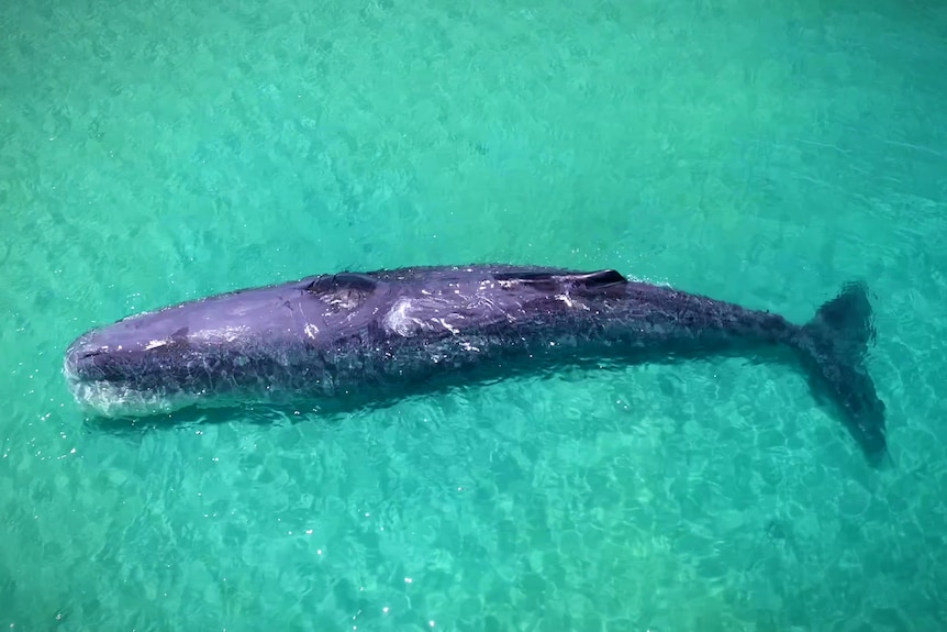 An aerial photo of a stranded whale floating in blue waters