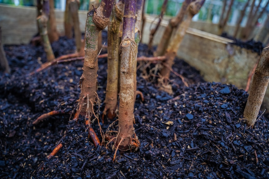 Thin trunks of maple trees extend their roots into a box of dark soil.