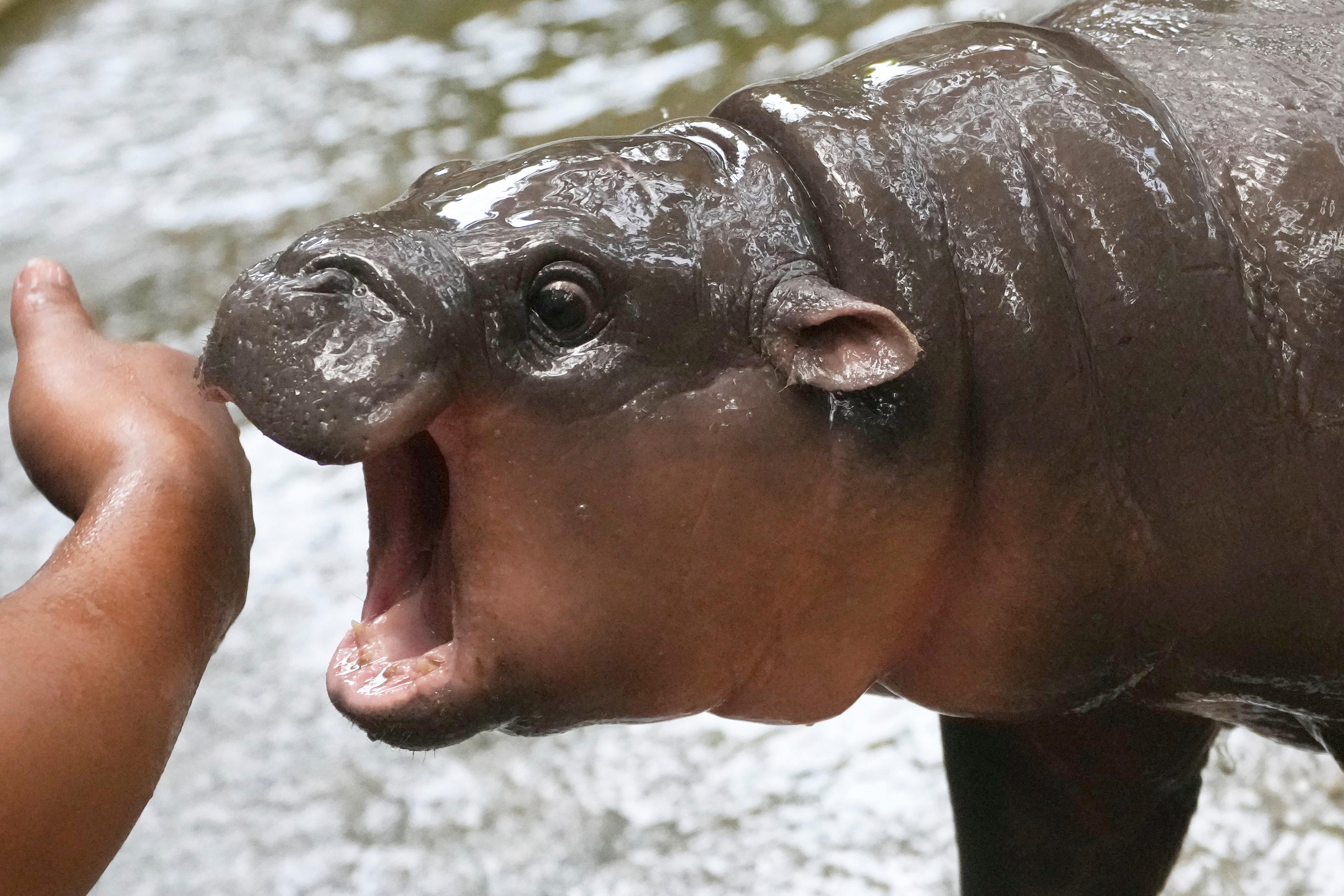 A small, wet baby hippo opening it's mouth