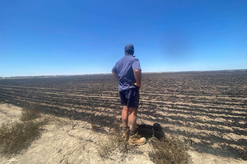 A man standing in a burnt out paddock looking into the distance