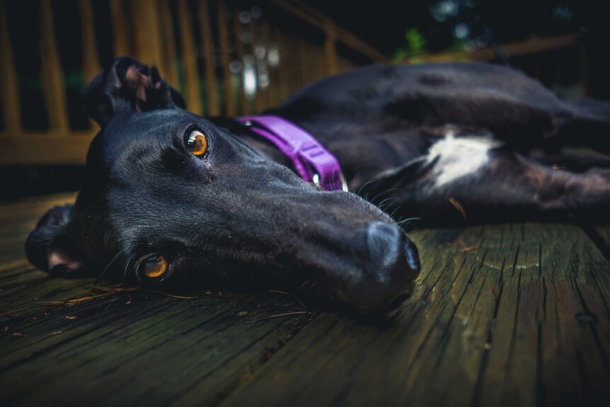 Close up shot of a black greyhound