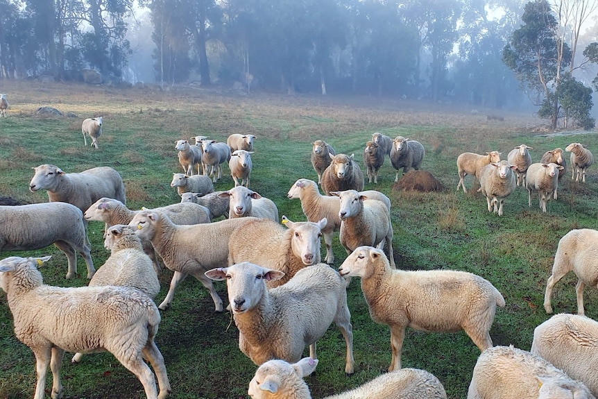 A flock of sheep on a farm in the early morning with fog in the background