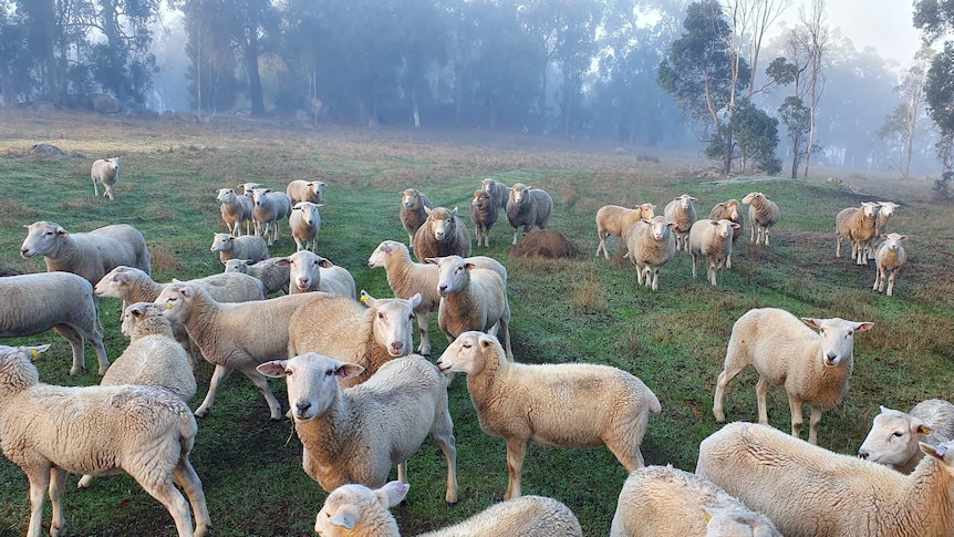 A flock of sheep on a farm in the early morning with fog in the background