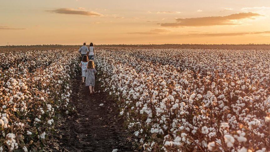 A family walks through their cotton crop which is nearly ready to be harvested, at Macalister, Queensland.