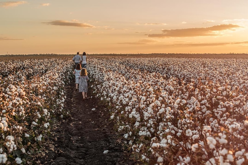 在昆士兰州的小镇 Macalister，一家人走过正准备展开收获的棉花地里。